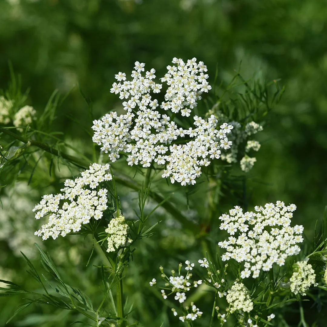 Anise Seed Essential Oil (Pimpinella Anisum)