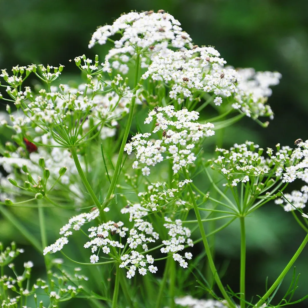 Caraway Seed Essential Oil (Carum Carvi)