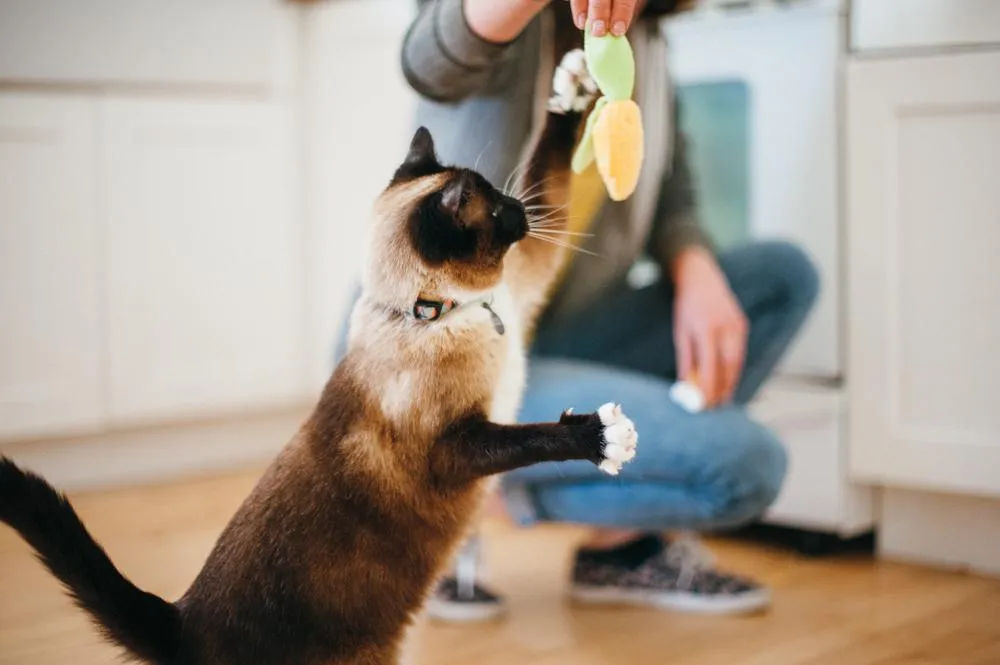 Cat  Toy - Food Collection