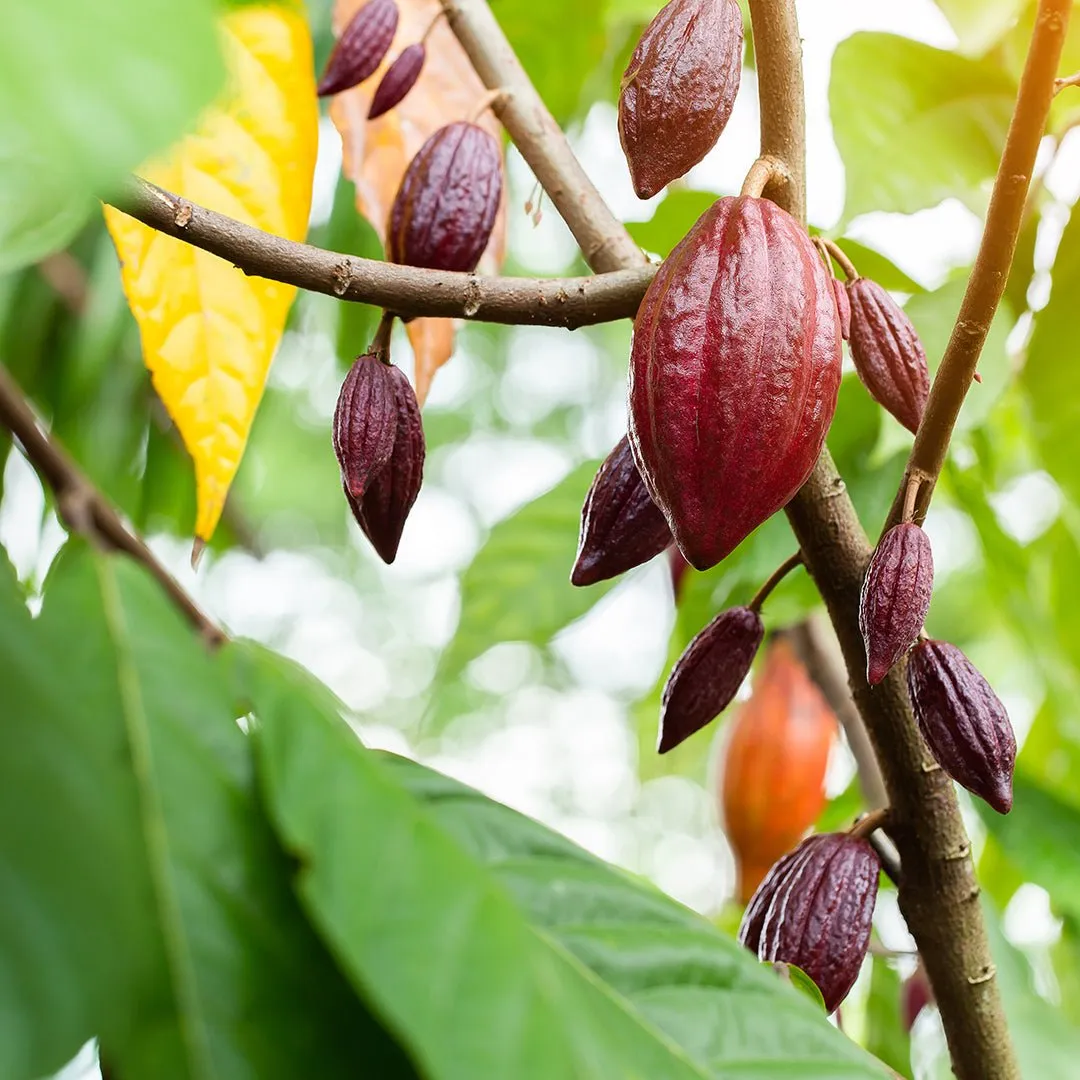 Cocoa Absolute Oil - Hexane Free (Theobroma Cacao)