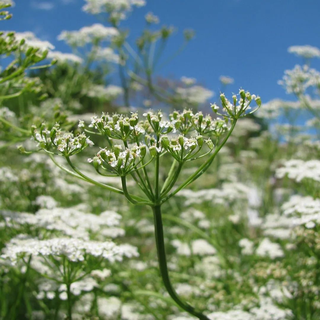 Cumin Essential Oil - CO2 Extracted (Cuminum Cyminum)