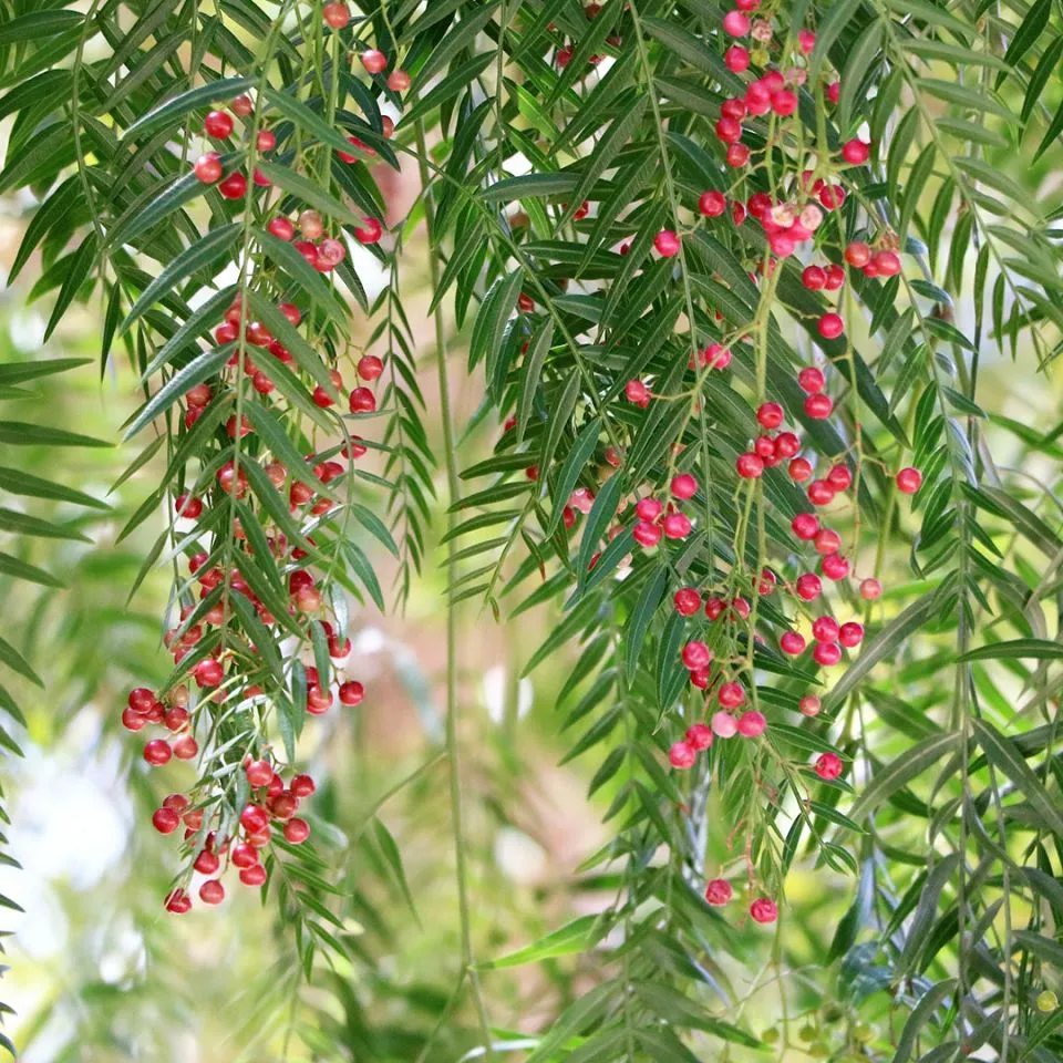 Pink Pepper Essential Oil (Schinus Molle)